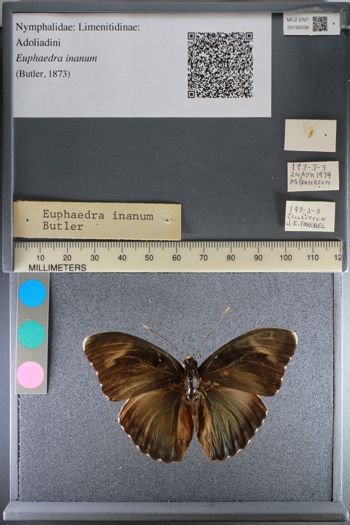 Media type: image;   Entomology 195038
